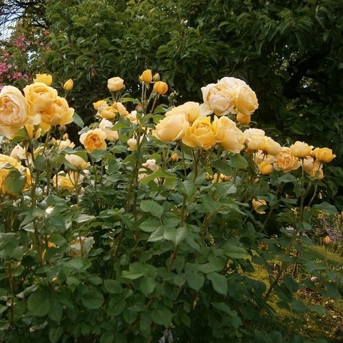Tmavě žlutá - Stromkové růže s květy anglických růží - stromková růže s keřovitým tvarem koruny